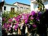 01_Bougainvilliees blancs et violets.JPG